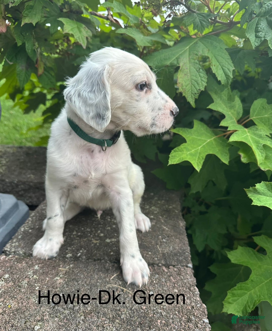 English Setter dogs for sale: Howie - Image 1