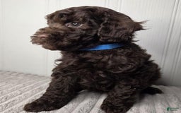 Toy Poodle dogs for sale: Kacey - Image 2