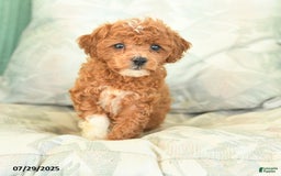 Miniature Poodle dogs for sale: Tinkerbell - Image 5