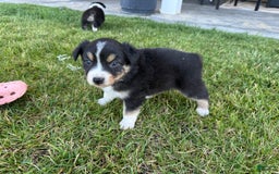 Australian Shepherd dogs for sale: Light Blue Collar - Image 3