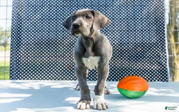 Great Dane dogs for sale: Molly - Image 28