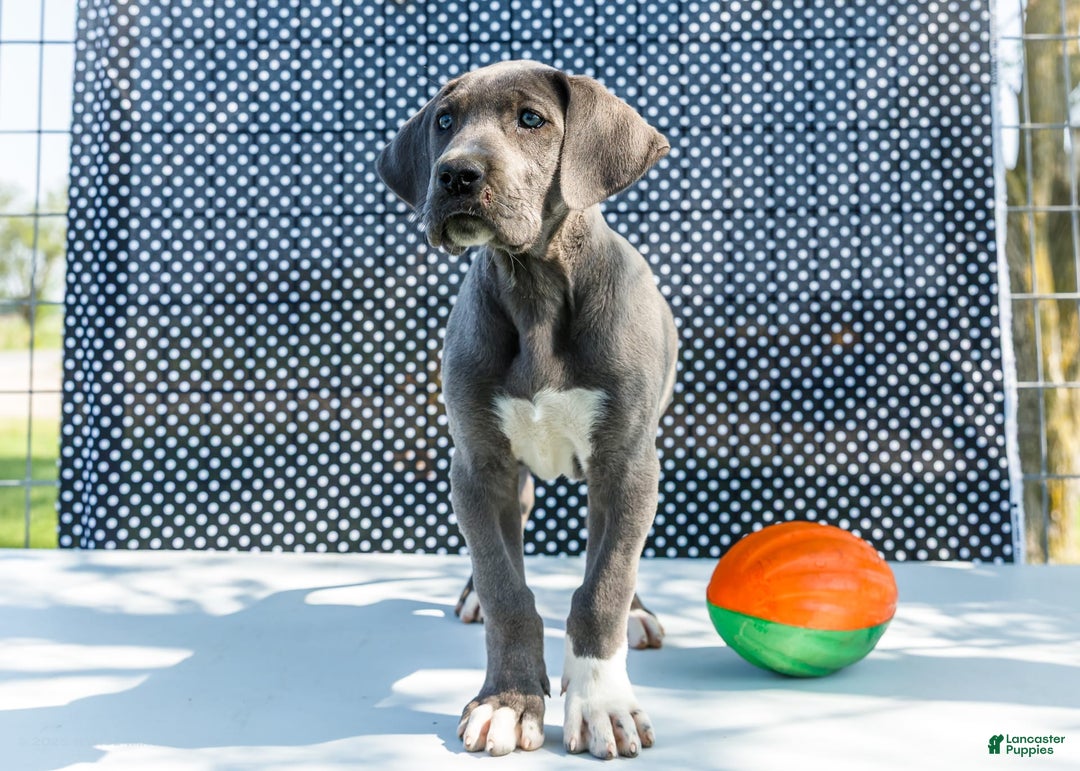 Great Dane dogs for sale: Molly - Image 28