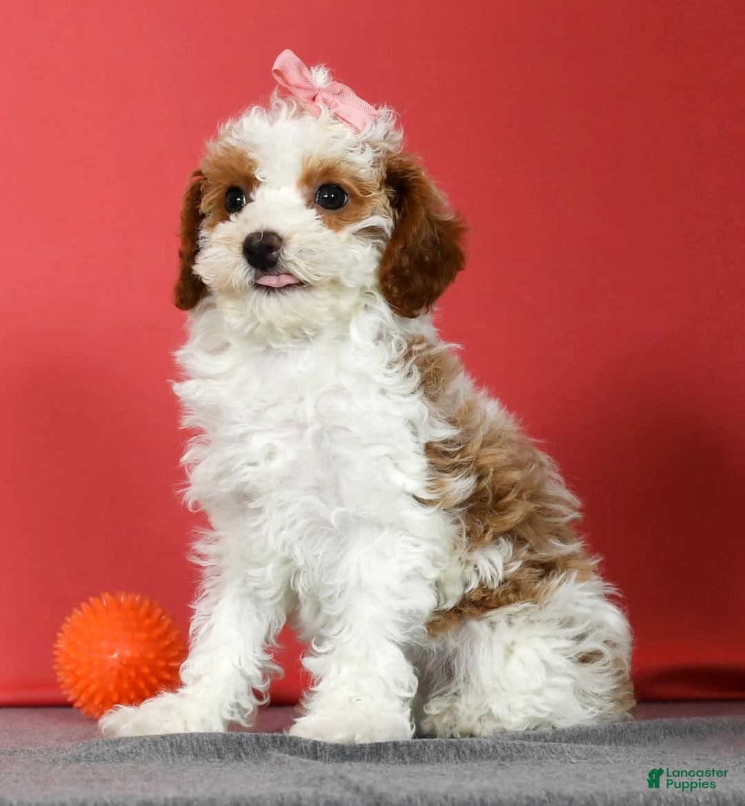 Miniature Poodle dogs for sale: Aubrey - Image 2
