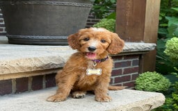 Goldendoodle dogs for sale: Layla - Image 2