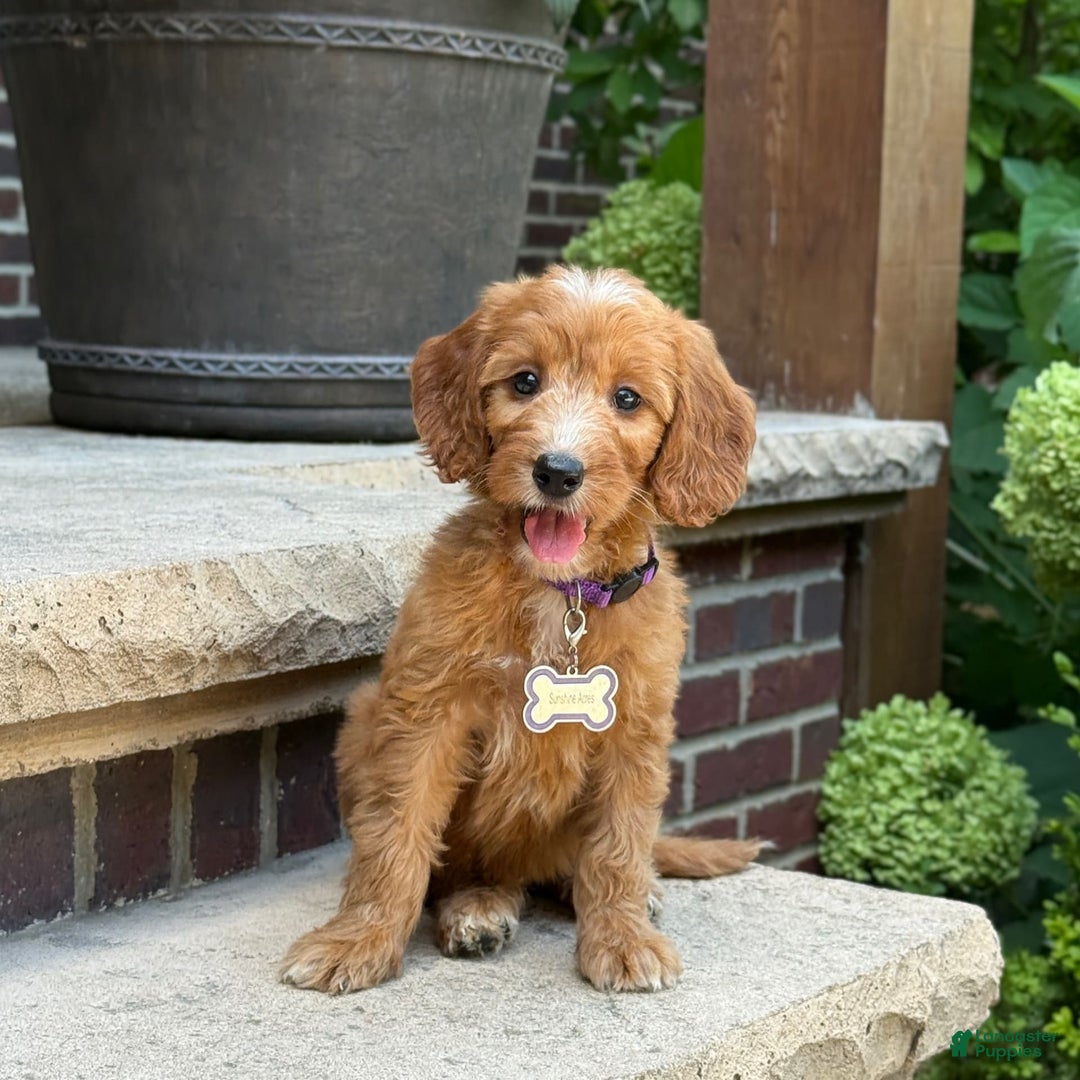 Goldendoodle dogs for sale: Layla - Image 2