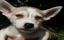 Gerberian Shepsky dogs for sale: Willy - Image 6