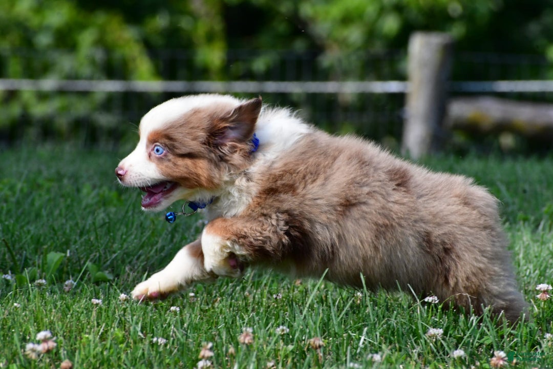 Miniature Australian Shepherd dogs for sale: Jasper - Image 3