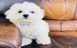 Maltese dogs for sale: Beau - Image 15