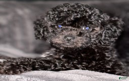 Toy Poodle dogs for sale: Tiny - Image 3