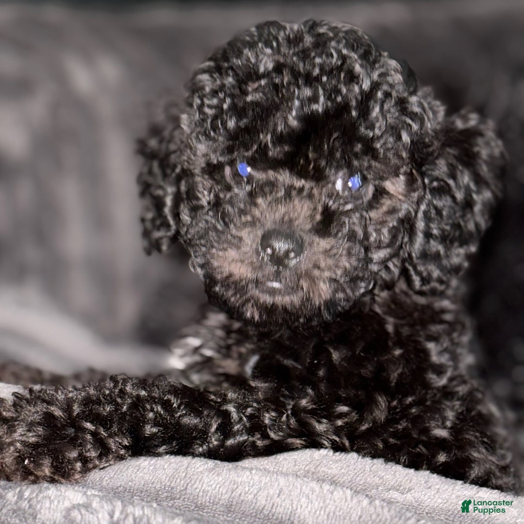 Toy Poodle dogs for sale: Tiny - Image 3
