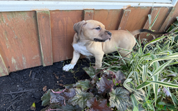 American Pit Bull Terrier dogs for sale: Pincess - Image 14