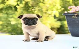 Pug dogs for sale: Sport - Image 9