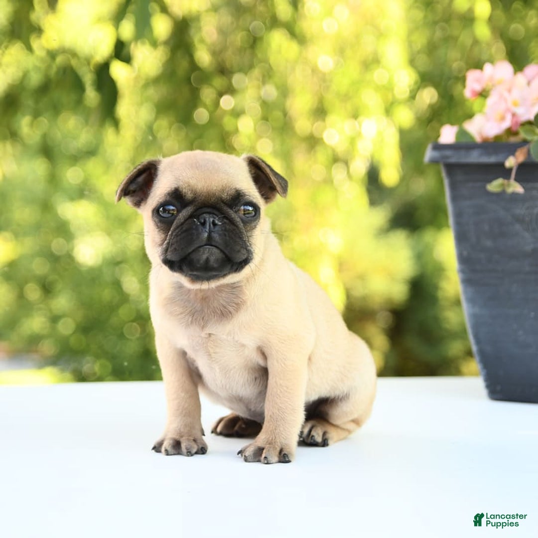 Pug dogs for sale: Sport - Image 9