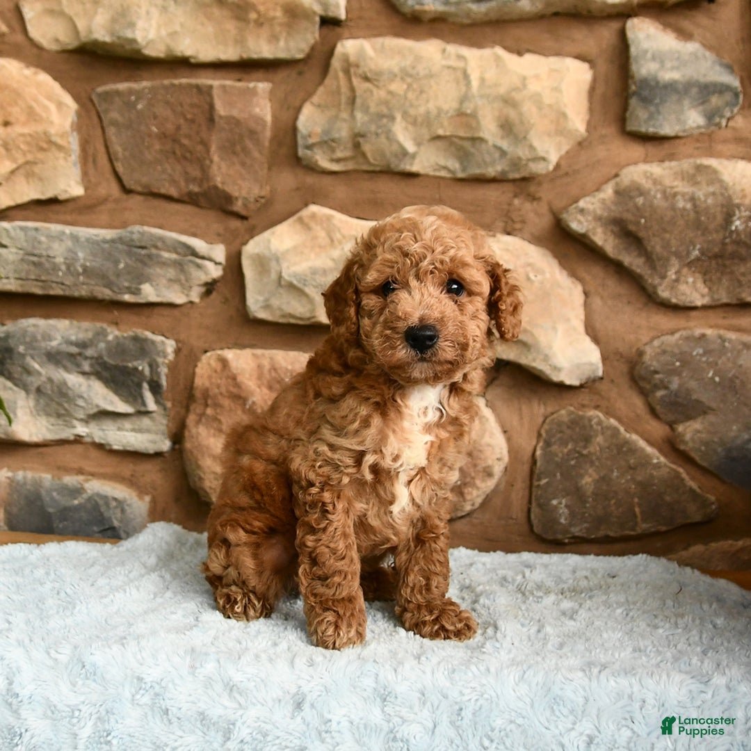 Miniature Poodle dogs for sale: Bubbles - Image 1