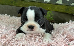 Frenchton dogs for sale: Jodi - Image 2