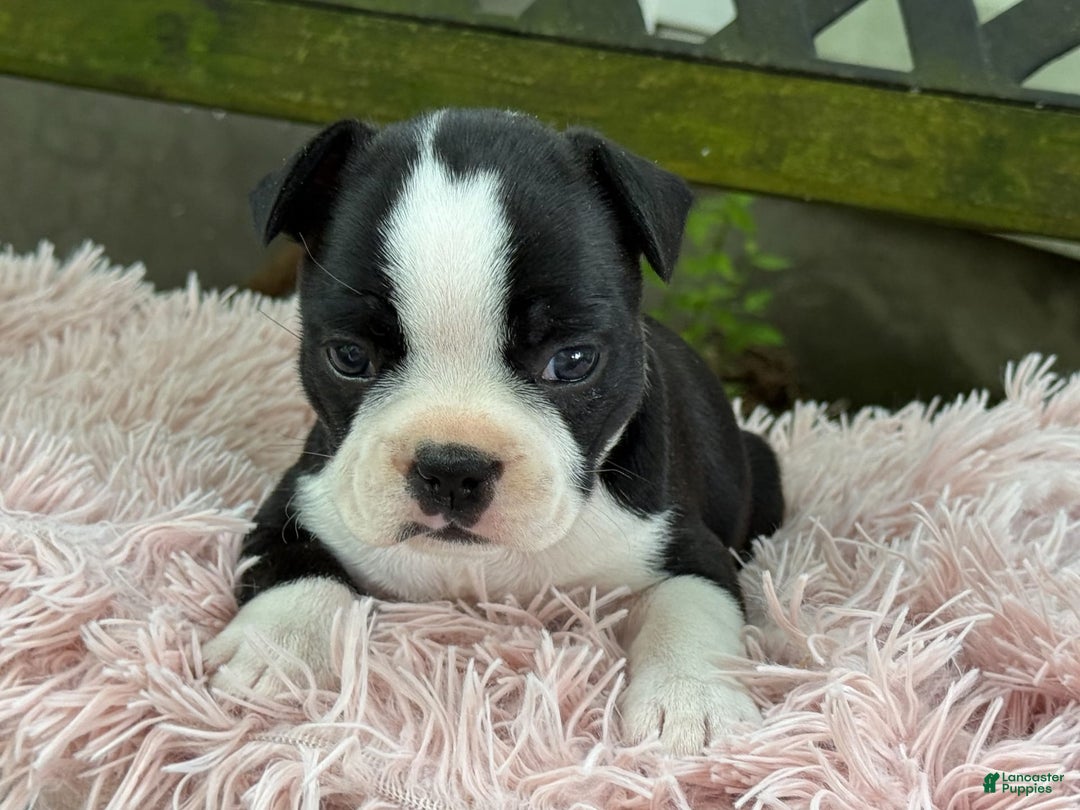 Frenchton dogs for sale: Jodi - Image 2