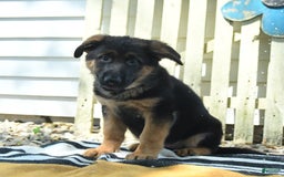 German Shepherd dogs for sale: Mindy - Image 3