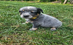 Australian Cattle Dog dogs for sale: Trixy - Image 1