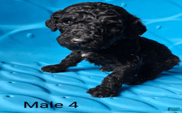 Standard Poodle dogs for sale: Male 4 - Image 3