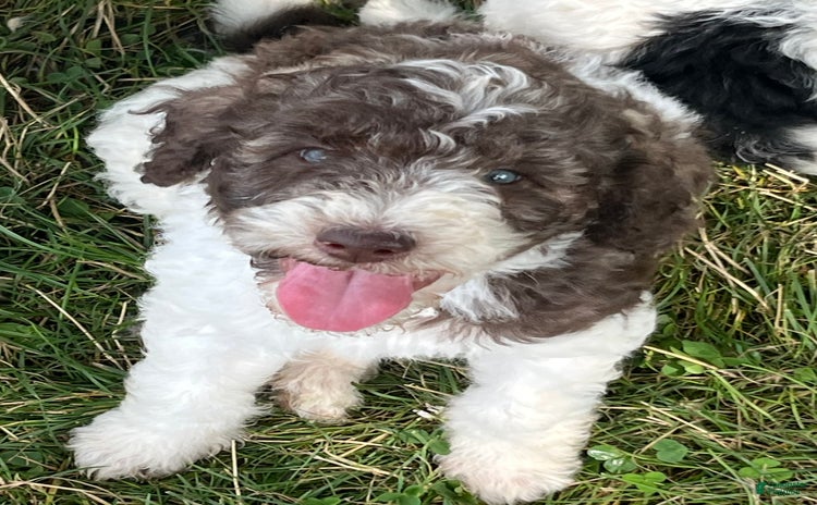 Standard Poodle dogs for sale - Ad 2