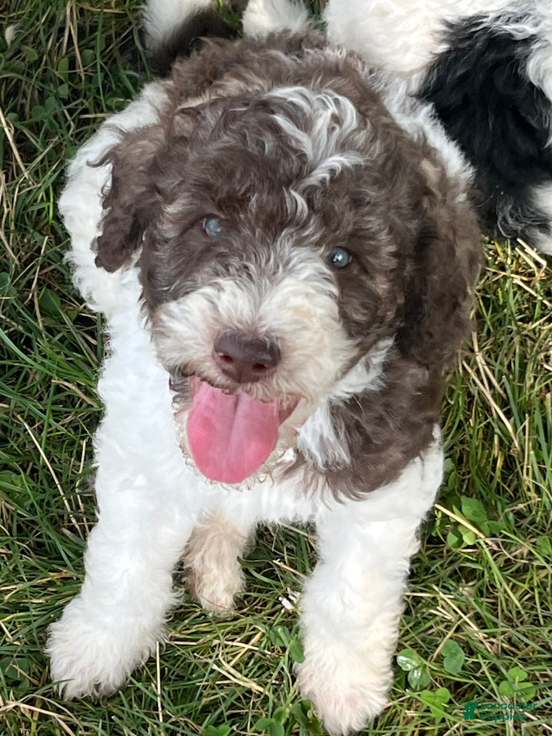 Standard Poodle dogs for sale: Chub - Image 1