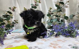 Morkie dogs for sale: Justinger - Image 1
