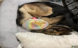 German Shepherd dogs for sale: Fattie - Image 7