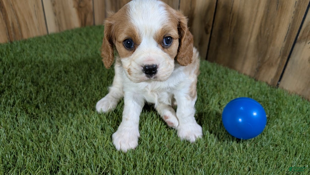 Cavalier King Charles Spaniel dogs for sale: Lucy Boy 1 - Image 14