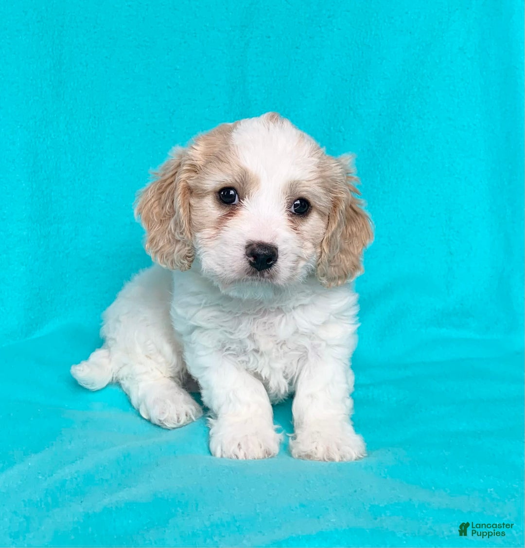 Cavachon dogs for sale: Tommy - Image 3