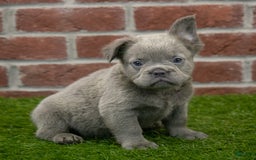 French Bulldog dogs for sale: Rusty - Image 2