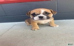 English Bulldog dogs for sale: Diesel - Image 2