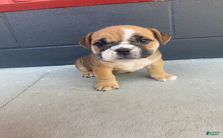 English Bulldog dogs for sale - Ad 2