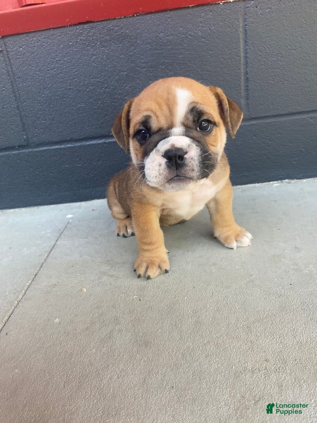 English Bulldog dogs for sale: Diesel - Image 2