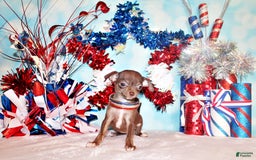 Chihuahua dogs for sale: Symbra - Image 5
