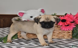 Pug dogs for sale: Sprinkles - Image 4