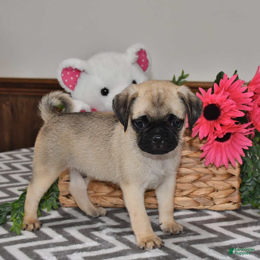 Pug dogs for sale: Sprinkles - Image 4