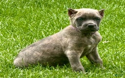Cane Corso dogs for sale: Brynn - Image 14