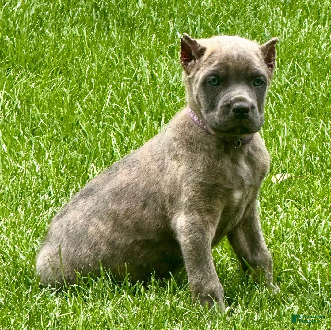 Cane Corso dogs for sale: Brynn - Image 14