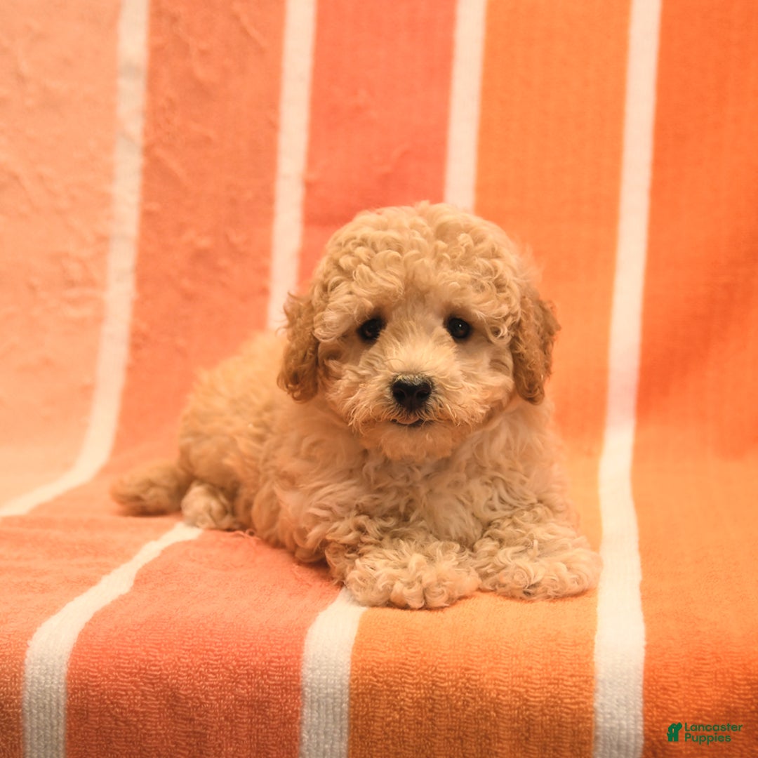 Bichpoo dogs for sale: Matt - Image 2