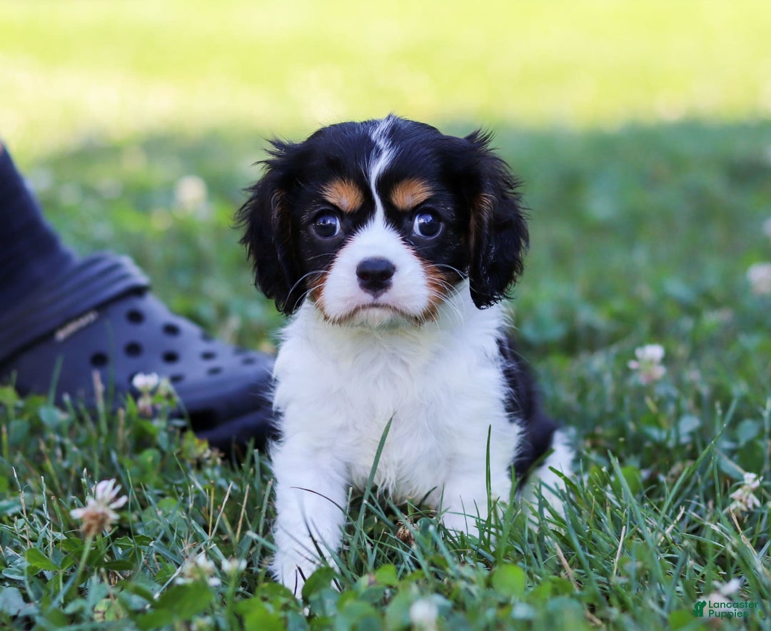 Cavalier King Charles Spaniel dogs for sale: Tucker - Image 8