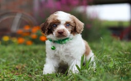 Miniature Poodle dogs for sale: Biscuit - Image 7