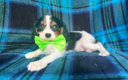 Cavalier King Charles Spaniel dogs for sale: Cobalt - Image 1