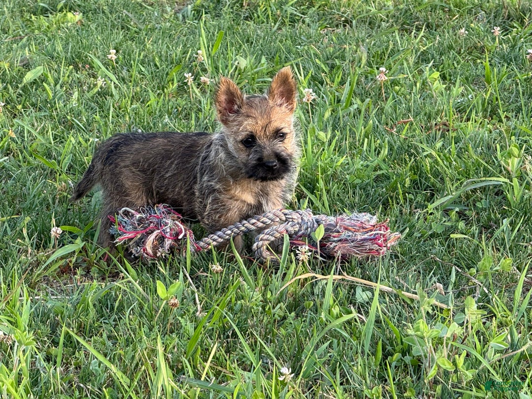 Cairn Terrier dogs for sale: Captain - Image 3