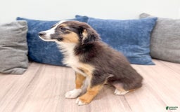 Miniature Australian Shepherd dogs for sale: Fiona - Image 2