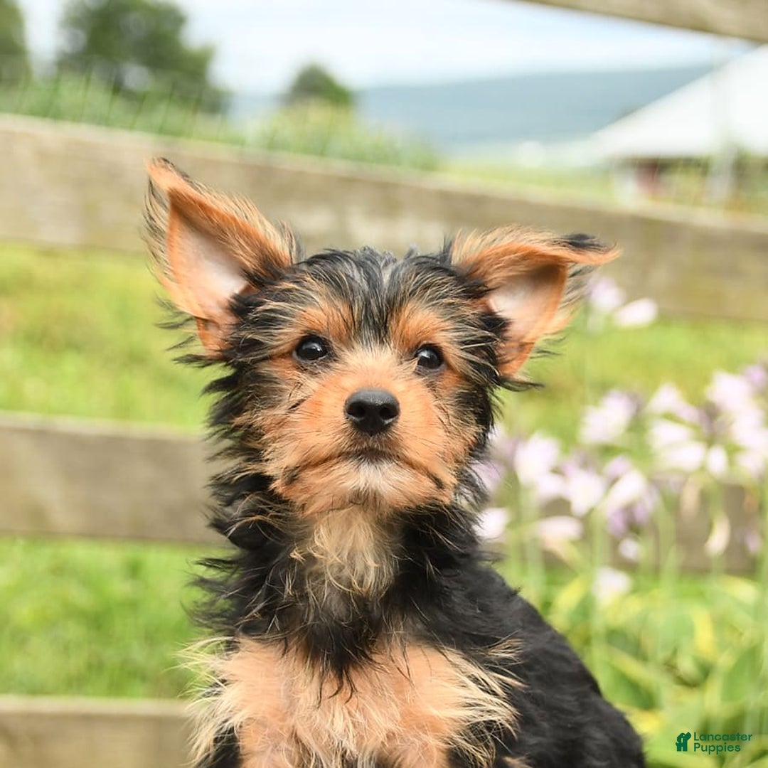 Yorkshire Terrier dogs for sale: Chester - Image 10