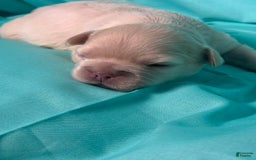 French Bulldog dogs for sale: Latto - Image 4