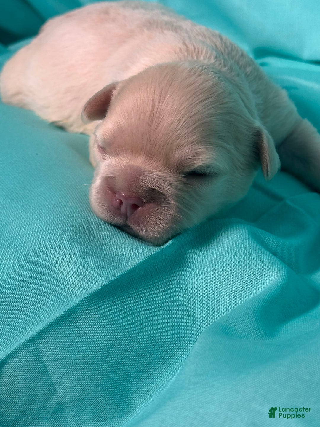 French Bulldog dogs for sale: Latto - Image 4
