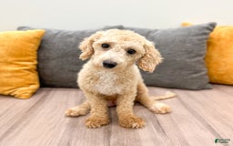 Bichpoo dogs for sale: Spot - Image 6