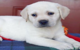 Labrador Retriever dogs for sale: Gemma - Champ Lines - Image 3