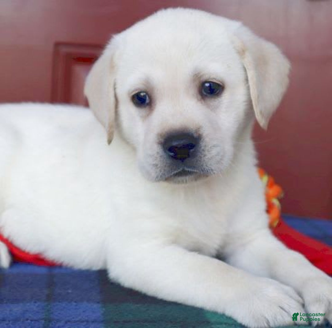 Labrador Retriever dogs for sale: Gemma - Champ Lines - Image 3